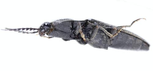 Réf. 325 208 : Hemicrepidius sp.